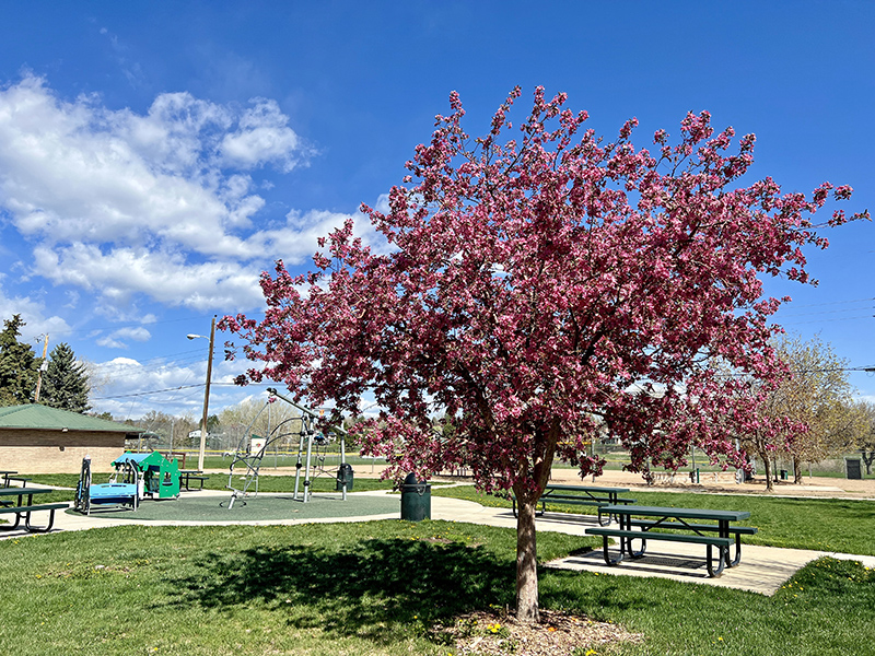 A playground with picnic tables and trash cans nearby.