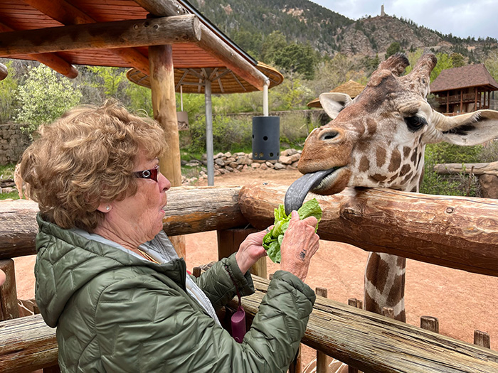 A woman feeding lettuce to a giraffe at a zoo.